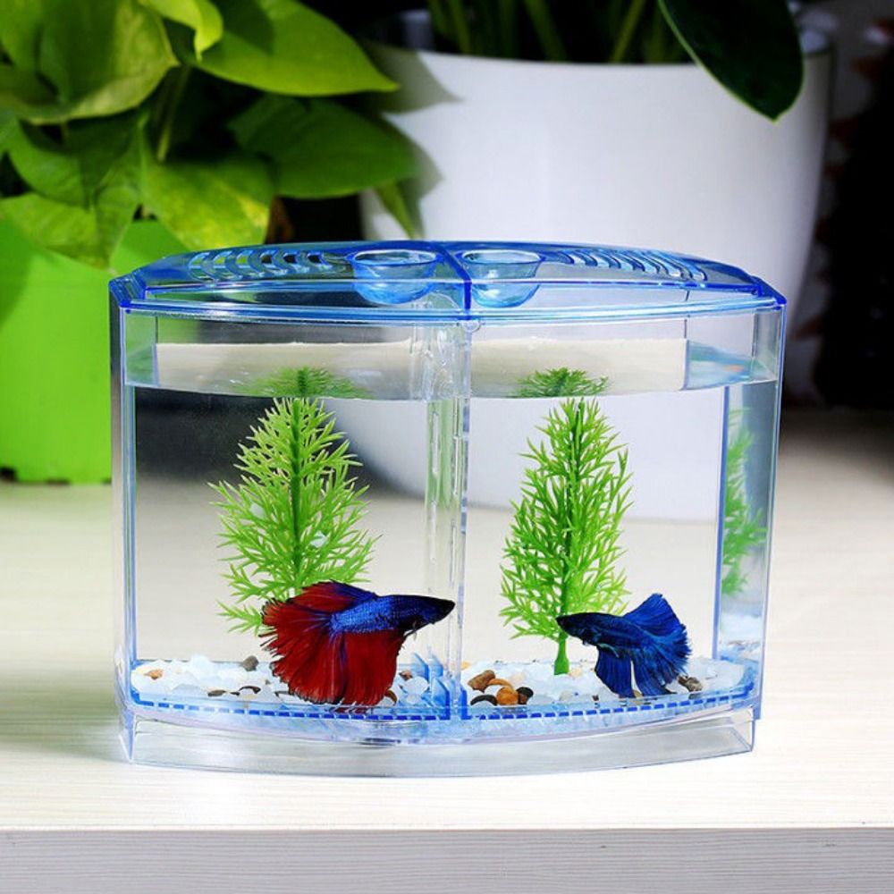 ถังปลาเบทต้าใสตู้ปลาหางนกยูงรู - Betta Fish Tank บทวิจารณ์และราคา
